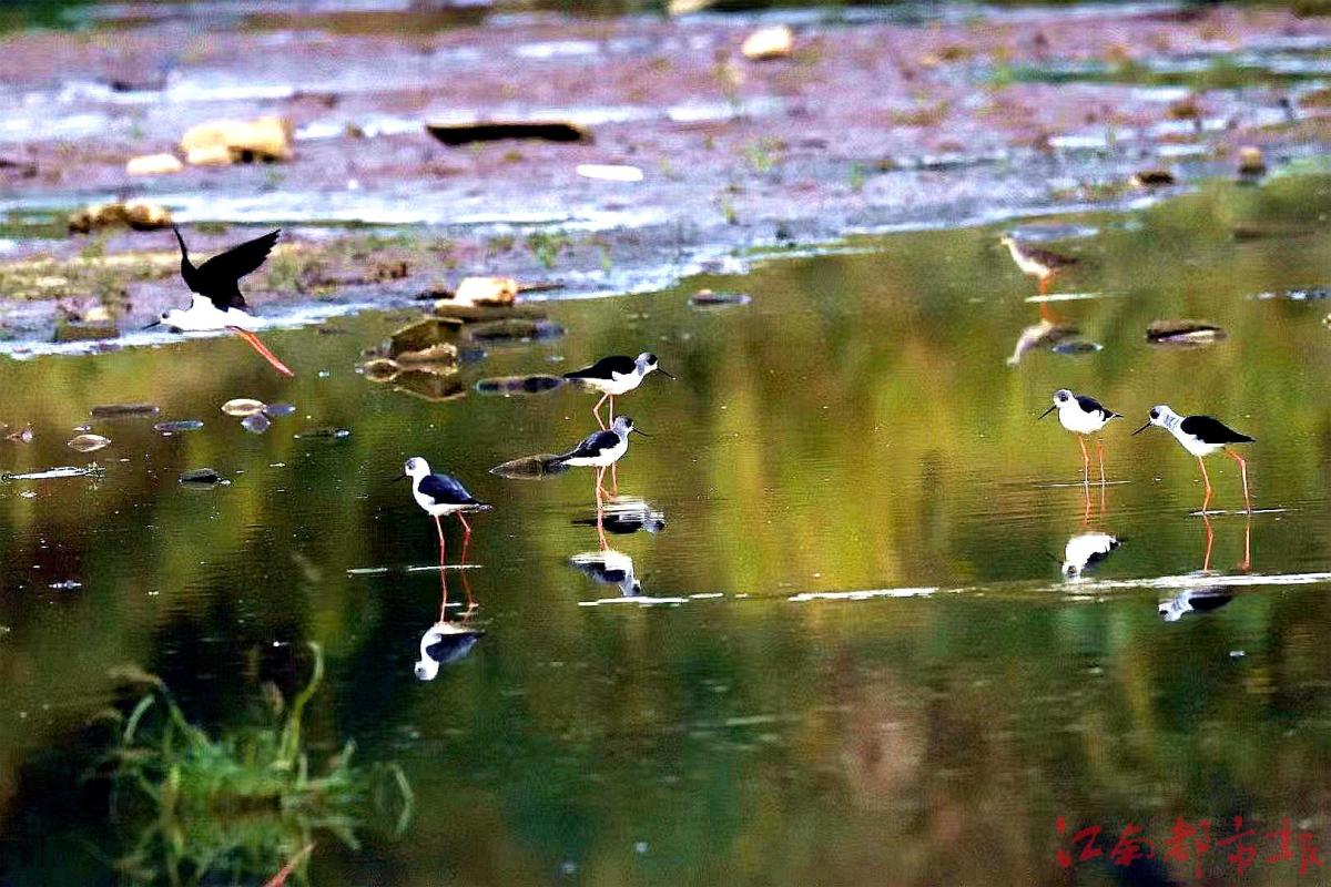 鳥(niǎo)界“名?！薄八掀鹞琛?>
<h3>鳥(niǎo)界“名?！薄八掀鹞琛?/h3>
</a>
</li>
<li>
<a href=